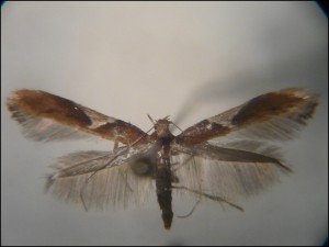 aa 005 Caloptilia stigmatella.jpg