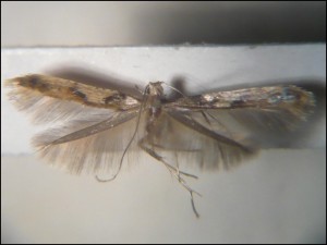 aa 008 Caloptilia hemidactylella.jpg