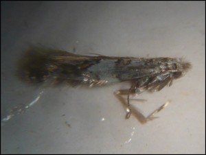 aa 009 Phyllonorycter acerifoliella.jpg
