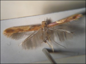aa 010 Caloptilia fribergensis.jpg