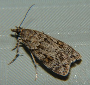 DSC02814.JPG