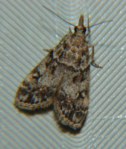 DSC02815.JPG