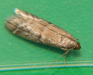 DSC02909.JPG