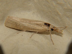 DSC03704.JPG