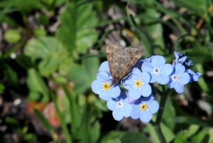 Liste 3421 A déterminer Vogel Gérard Col de l'Iseran 73 06072010.jpg