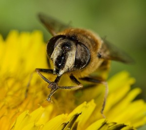 syrphe Eristalis pertinax.jpg