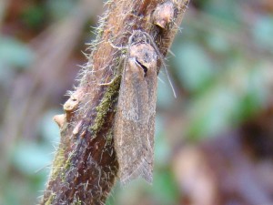 Tortricodes alternella (Phalempin).JPG