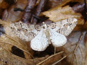 Agriopis leucophaearia (Phal).JPG