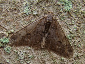 Agriopis leucophaearia-4.JPG