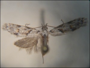aa 011.jpg
