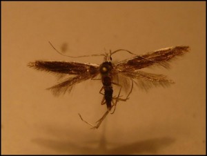 aa 012.jpg