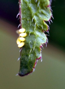 C -  La Piéride du Chou - Piéris brassicae (3).jpg