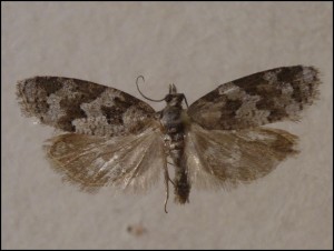aa 016.jpg