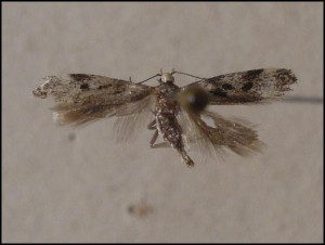 aa 017.jpg