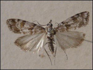 aa 022.jpg