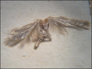 Alpette (3).jpg