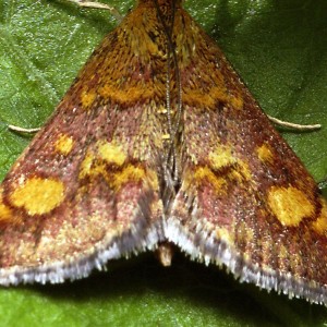 Pyrausta détail A.jpg