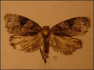 a Veuillet (3).jpg