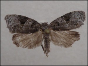 a Veuillet (2).jpg