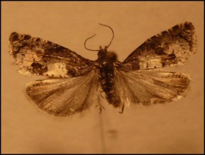 a Alpette (1).jpg