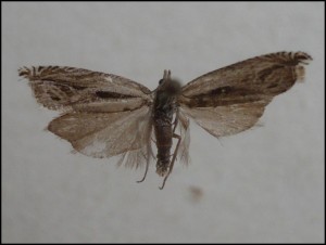 a Alpe 38 (2).jpg