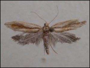 a Villard (2).jpg