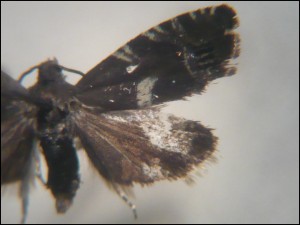 a Val P (2).jpg