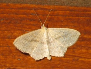 scopula 18072010.JPG