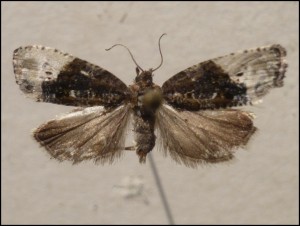 aaa 004.jpg