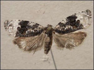 aaa 005.jpg