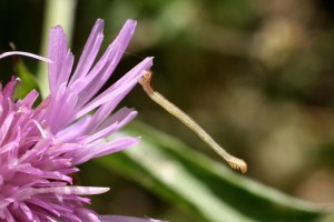 Liste 3486 A déterminer 3 Eupithecia sp Massif des Bauges, Thoiry, Trou au Tarin 1330m 73 sur Centaurea jacea 18072010.jpg