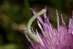 Liste 3488 A déterminer 2 Eupithecia sp Massif des Bauges, Thoiry, Trou au Tarin 1330m 73 sur Centaurea jacea 18072010.jpg