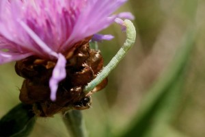 Liste 3489 A déterminer Eupithecia sp Massif des Bauges, Thoiry, Trou au Tarin 1330m 73 sur Centaurea jacea 18072010.jpg