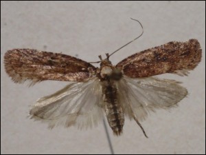 c Véniper (1).jpg