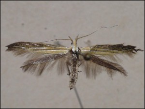 c Véniper (2).jpg