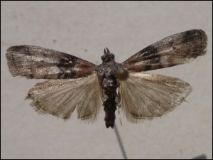 c Véniper (3).jpg