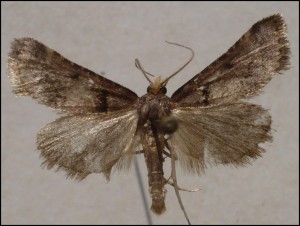 c Véniper (4).jpg