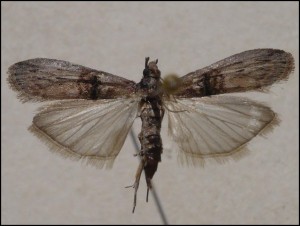 c Véniper (5).jpg