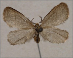 c Véniper (8).jpg
