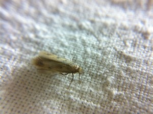 hopital,  L 7mm, 180211 2.jpg