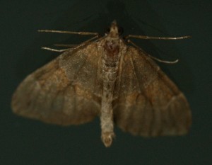3751 Geo. l. cidariini Thera firmata Corrithée pectinée 2010.11.05 (1r).jpg