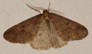 4019 Geo Erannis defoliaria Hibernie défeuillante 2010.12.08 (1r).jpg