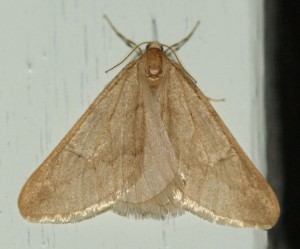 3537 Geo Alsophila aceraria... 2010.12.08 (4r).jpg