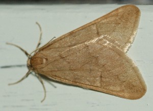 3537 Geo Alsophila aceraria... 2010.12.08 (5r).jpg