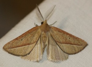 4135 Geo. e. Compsoptera opacaria Fidonie pointue 2010.09.27 (1r).jpg