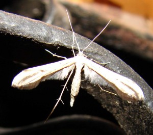 Stenoptilia bipunctidactyla bis.JPG