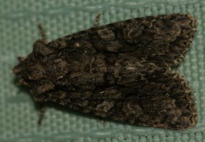 4531 Noc had Dryobotodes eremita Jasp vert 2010.10.23 (r).jpg