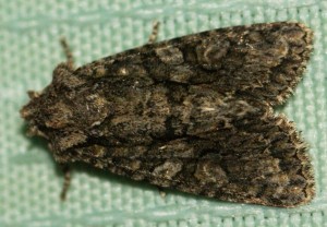 4531 Noc had Dryobotodes eremita Jasp vert 2010.10.23 (r).jpg