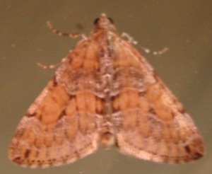 3752 Thera obeliscata 2009.05.09.jpg