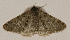 4017 Geo enn bist Phigalia pilosaria Phalène velue = Phigalie velue 2011.02.25.jpg